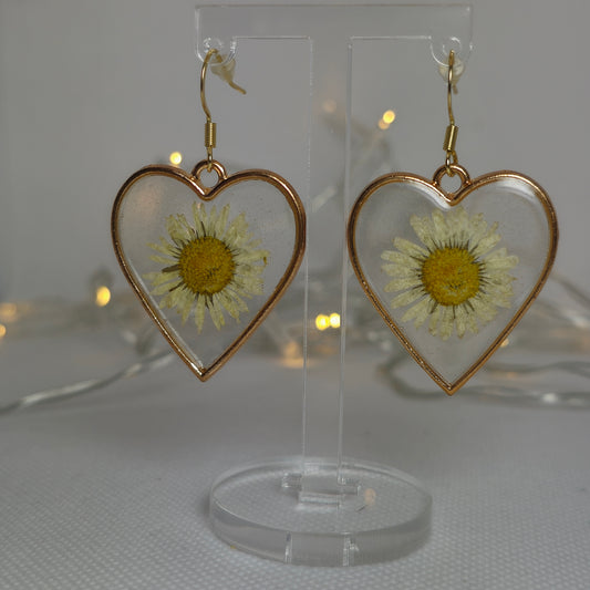 Earrings - Acrylic resin heart-shaped gold frames with clear resin encasing real daisies.